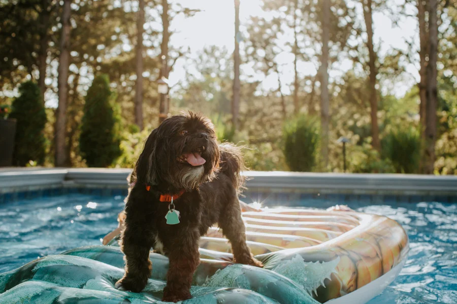 A small black and brown dog with a fluffy coat stands on a colorful inflatable pool float in an outdoor pool. The dog is wearing an orange collar with a bone-shaped tag and is panting happily. Trees and greenery are visible in the background, and the scene is brightly lit by the sun.